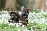 BERGER ALLEMAND 1078